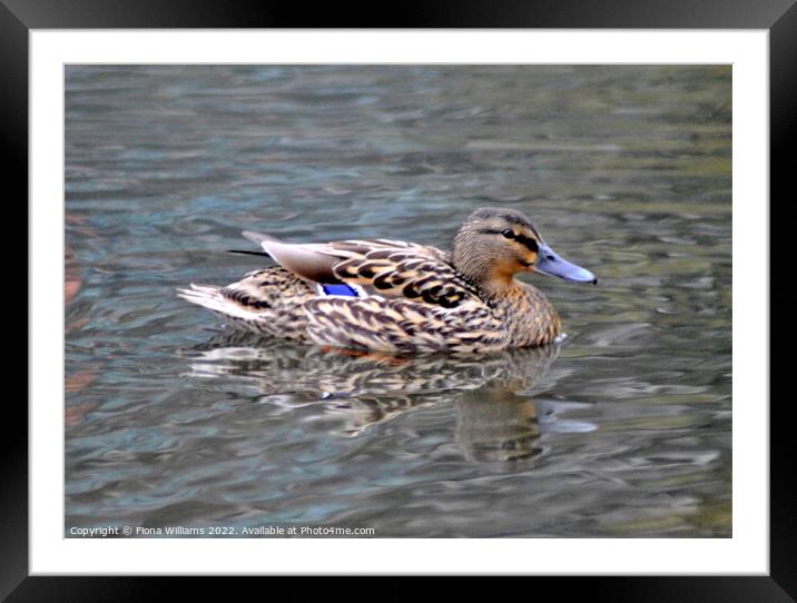 Beautiful duck Framed Mounted Print by Fiona Williams