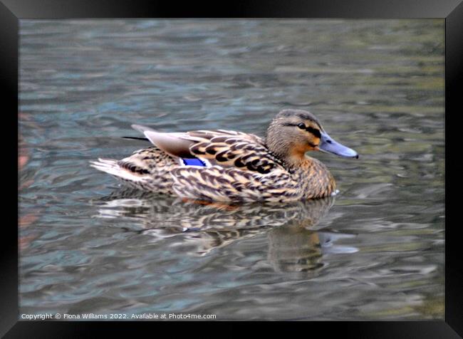 Beautiful duck Framed Print by Fiona Williams