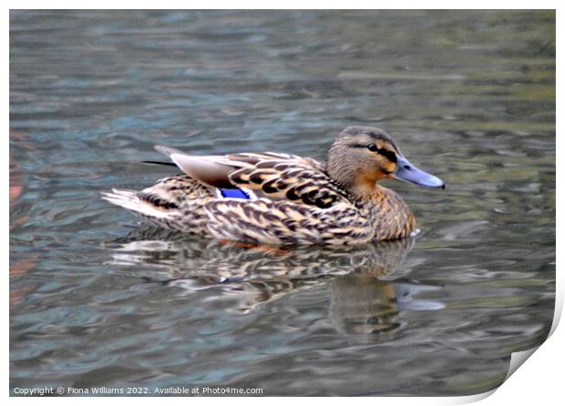 Beautiful duck Print by Fiona Williams