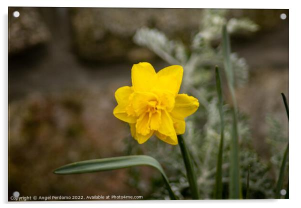 Daffodil Acrylic by Angel Perdomo