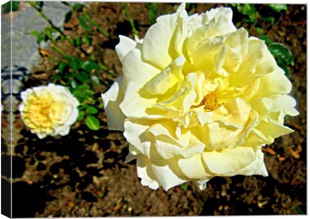 Yellow roses Canvas Print by Stephanie Moore