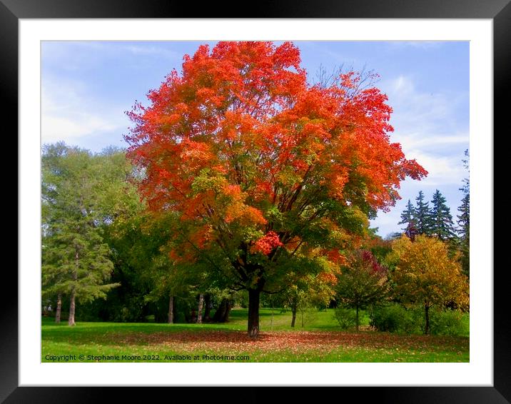 Maple Tree Framed Mounted Print by Stephanie Moore