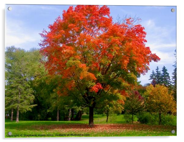 Maple Tree Acrylic by Stephanie Moore