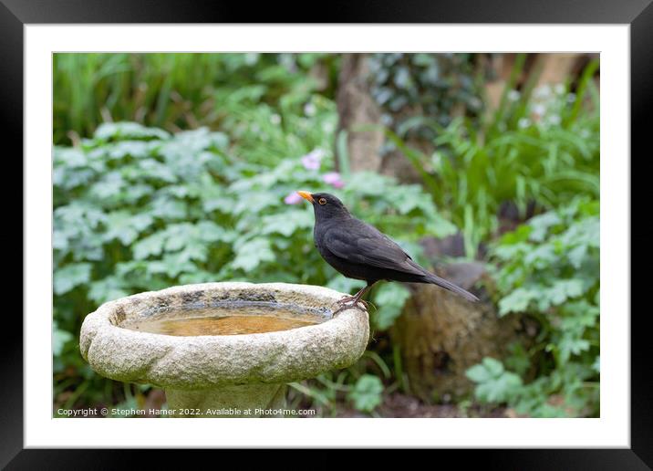 Male Blackbird on Bird Bath Framed Mounted Print by Stephen Hamer