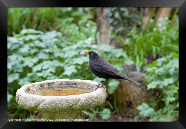 Male Blackbird on Bird Bath Framed Print by Stephen Hamer