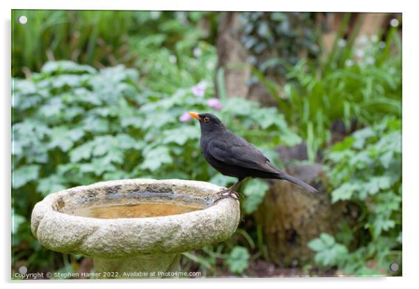 Male Blackbird on Bird Bath Acrylic by Stephen Hamer