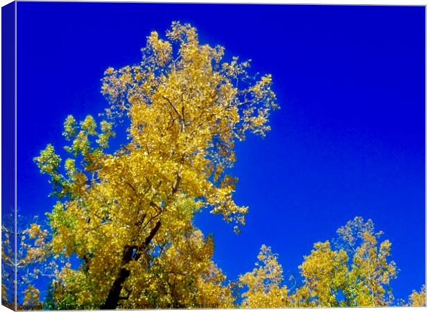 Yellow leaves, blue sky Canvas Print by Stephanie Moore