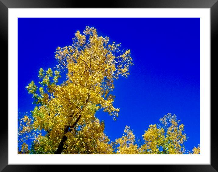 Yellow leaves, blue sky Framed Mounted Print by Stephanie Moore