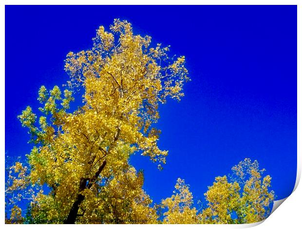 Yellow leaves, blue sky Print by Stephanie Moore