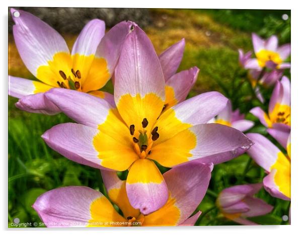 Delicate Beauty of Spring Tulipa Saxatilis Acrylic by Simon Marlow