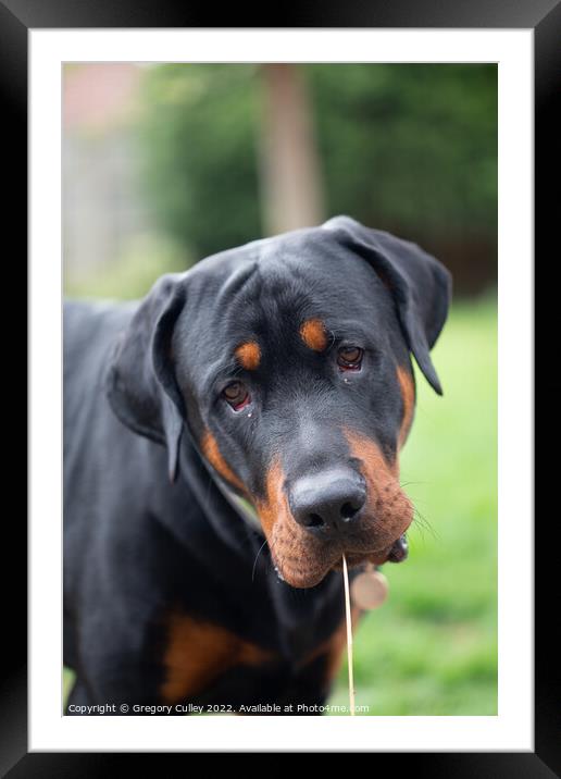 Head shot of rottweiler cross  Framed Mounted Print by Gregory Culley