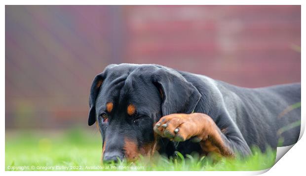 A close up of a rottweiler dog laying in the grass Print by Gregory Culley