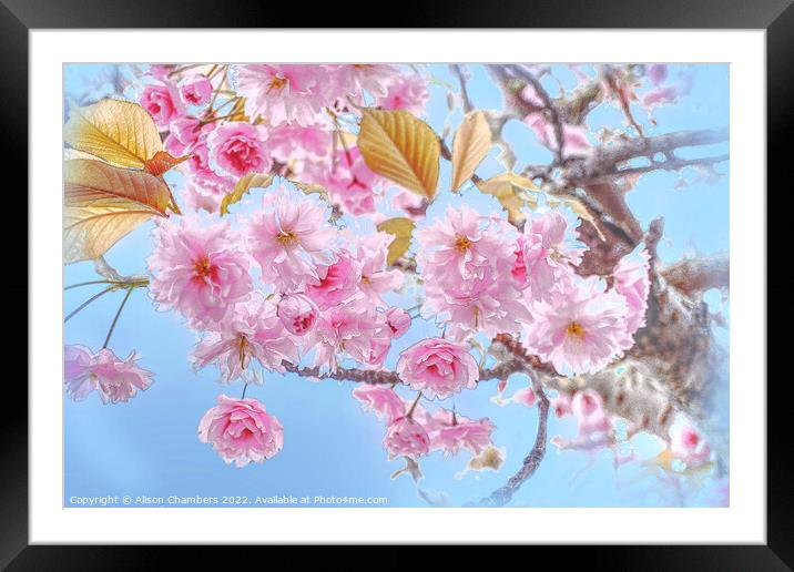  Cherry Blossom Framed Mounted Print by Alison Chambers