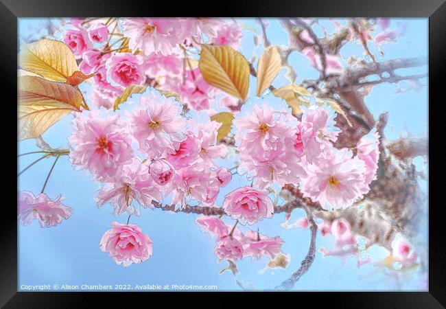  Cherry Blossom Framed Print by Alison Chambers