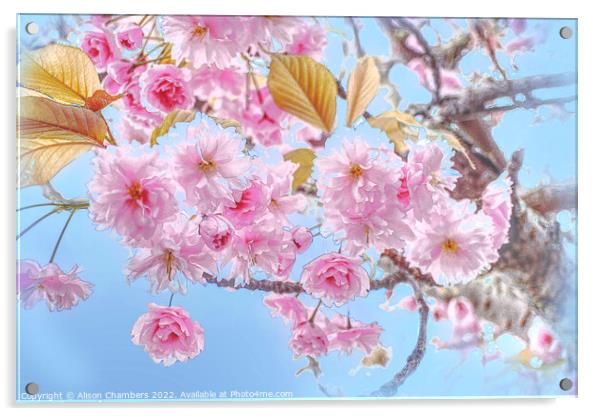  Cherry Blossom Acrylic by Alison Chambers
