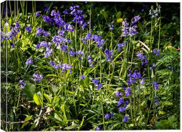 It is bluebell time! Canvas Print by Gerry Walden LRPS
