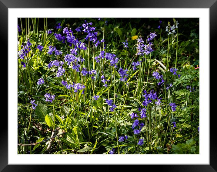 It is bluebell time! Framed Mounted Print by Gerry Walden LRPS