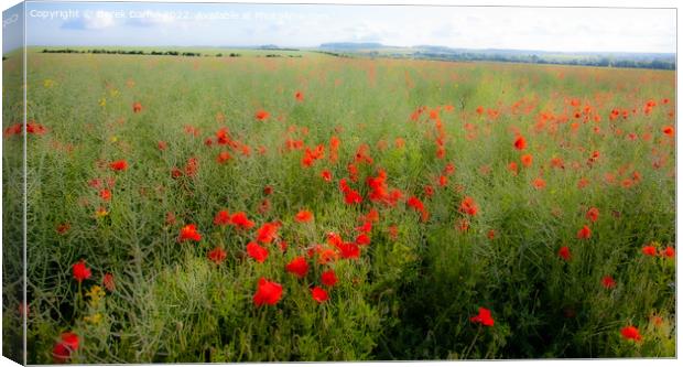Impressionistic Field of Poppies  (panoramic) Canvas Print by Derek Daniel