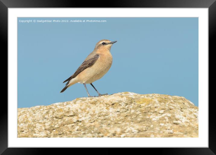 A Wheatear on the rocks at sea Framed Mounted Print by GadgetGaz Photo