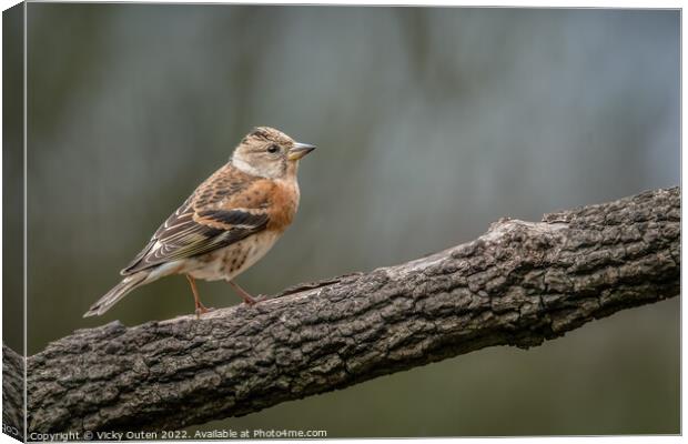 A female brambling perched on a wooden branch Canvas Print by Vicky Outen