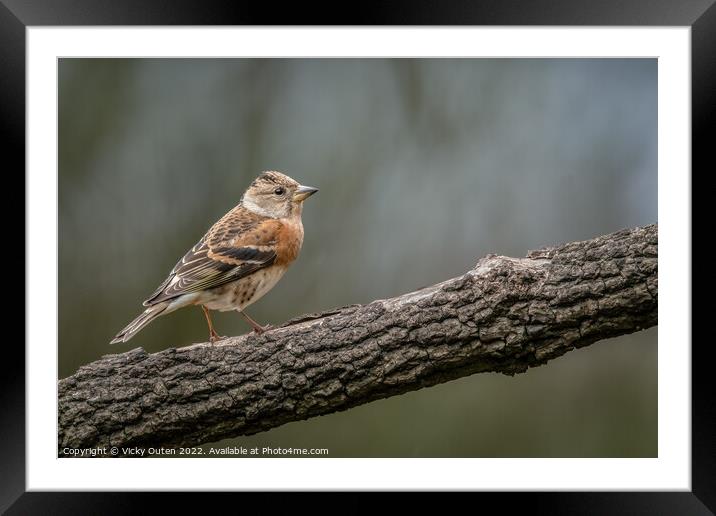 A female brambling perched on a wooden branch Framed Mounted Print by Vicky Outen