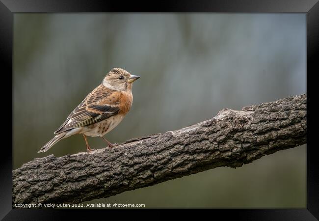 A female brambling perched on a wooden branch Framed Print by Vicky Outen