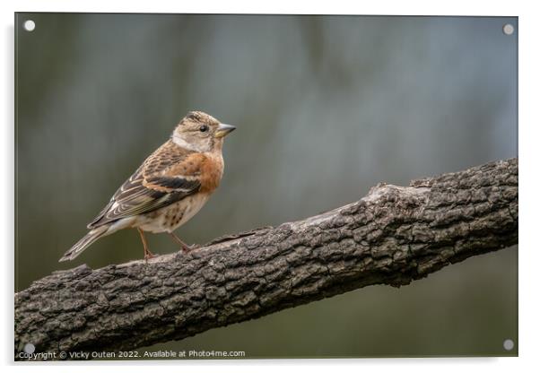 A female brambling perched on a wooden branch Acrylic by Vicky Outen