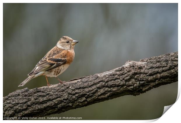 A female brambling perched on a wooden branch Print by Vicky Outen