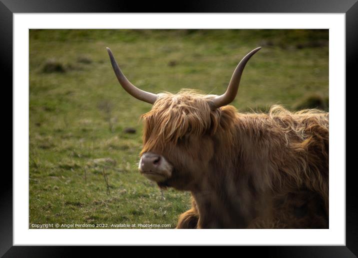 Highland Cow Framed Mounted Print by Angel Perdomo