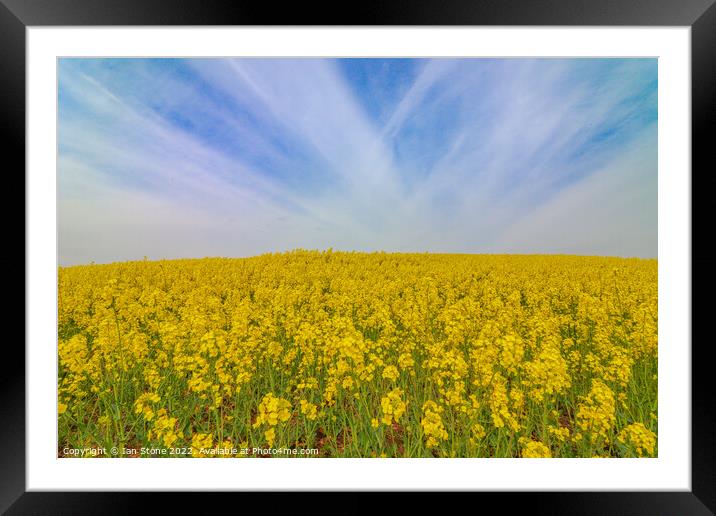 Field of yellow  Framed Mounted Print by Ian Stone