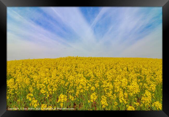 Field of yellow  Framed Print by Ian Stone