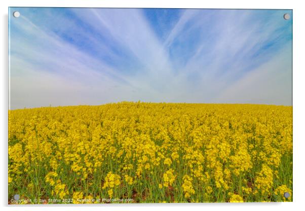 Field of yellow  Acrylic by Ian Stone