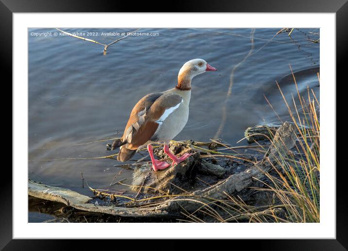 Colourful goose Framed Mounted Print by Kevin White