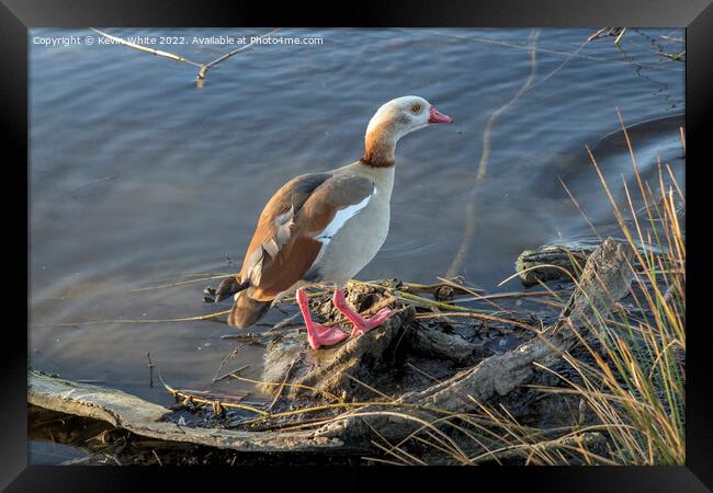 Colourful goose Framed Print by Kevin White