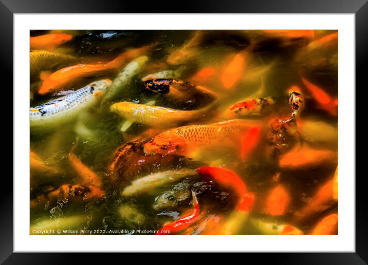 Orange Colorful Carp Koi Goldfish Yuyuan Shanghai China Framed Mounted Print by William Perry