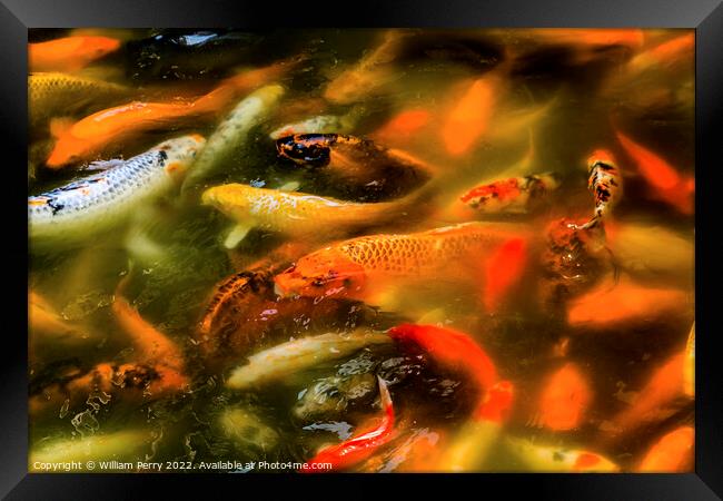 Orange Colorful Carp Koi Goldfish Yuyuan Shanghai China Framed Print by William Perry