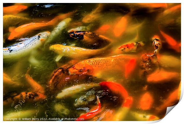 Orange Colorful Carp Koi Goldfish Yuyuan Shanghai China Print by William Perry