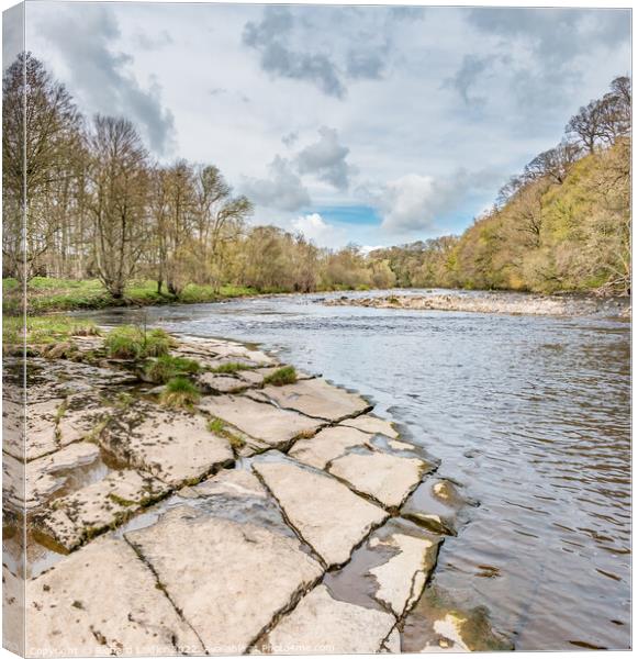 The River Tees Upstream from Whorlton in Early Spring Canvas Print by Richard Laidler