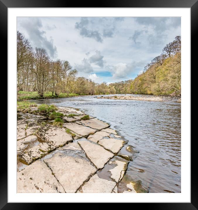 The River Tees Upstream from Whorlton in Early Spring Framed Mounted Print by Richard Laidler
