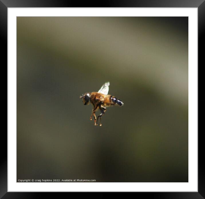 Bee in Flight Framed Mounted Print by craig hopkins
