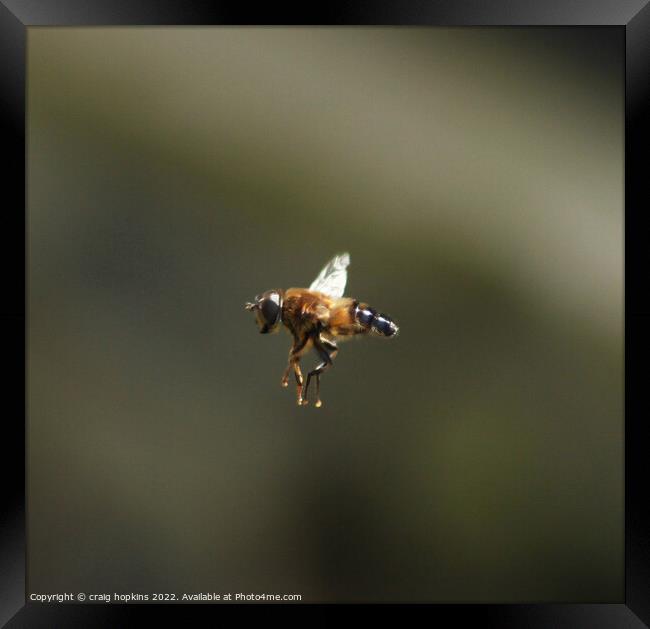 Bee in Flight Framed Print by craig hopkins