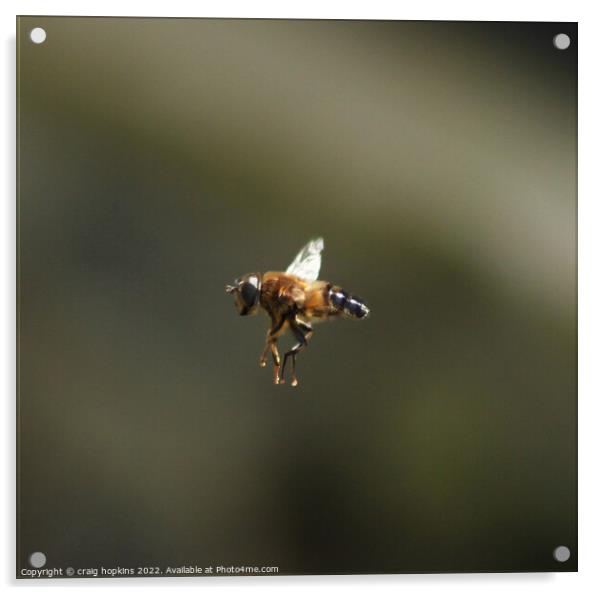 Bee in Flight Acrylic by craig hopkins