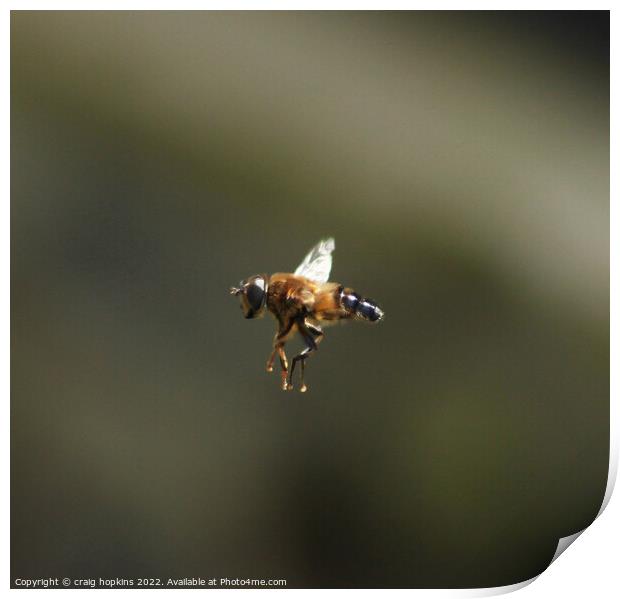 Bee in Flight Print by craig hopkins