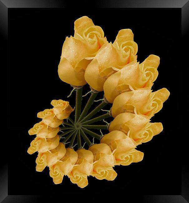 abstract yellow rose Framed Print by Alan Tunnicliffe