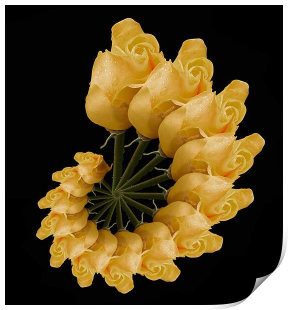 abstract yellow rose Print by Alan Tunnicliffe