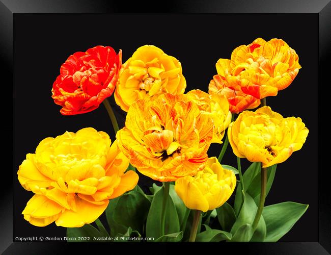 Amazing 'colour-changing' tulip Framed Print by Gordon Dixon