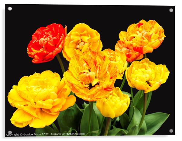 Amazing 'colour-changing' tulip Acrylic by Gordon Dixon