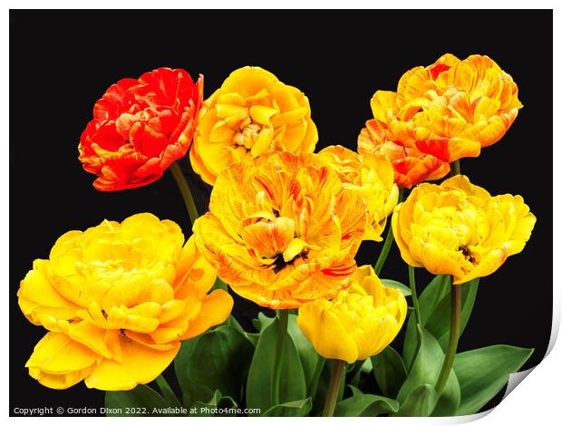 Amazing 'colour-changing' tulip Print by Gordon Dixon