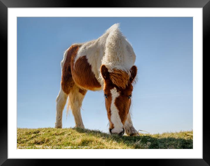 Dartmoor Pony Framed Mounted Print by Nigel Wilkins