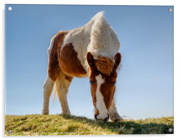 Dartmoor Pony Acrylic by Nigel Wilkins